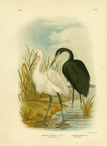 Plettfri egret eller lille egret, 1891